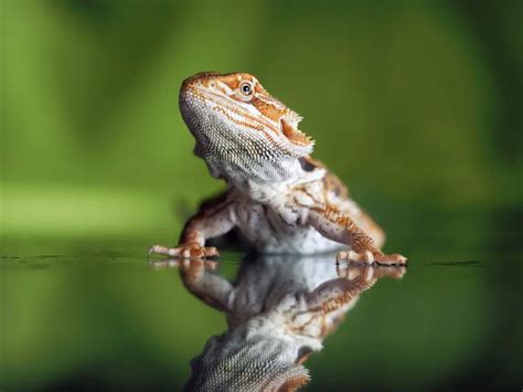 can bearded dragon swim - Exploring the Aquatic Curiosity and Unique Traits of These Fascinating Reptiles